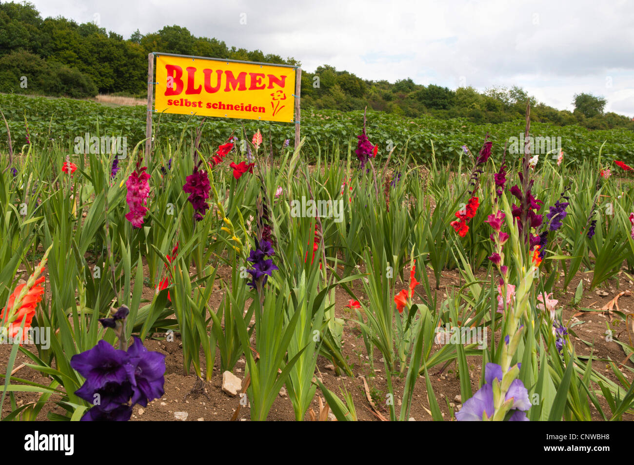gladiolus (Gladiolus Grandiflorus-Hybriden), flowers for self-cutting, Germany, Saarland Stock Photo