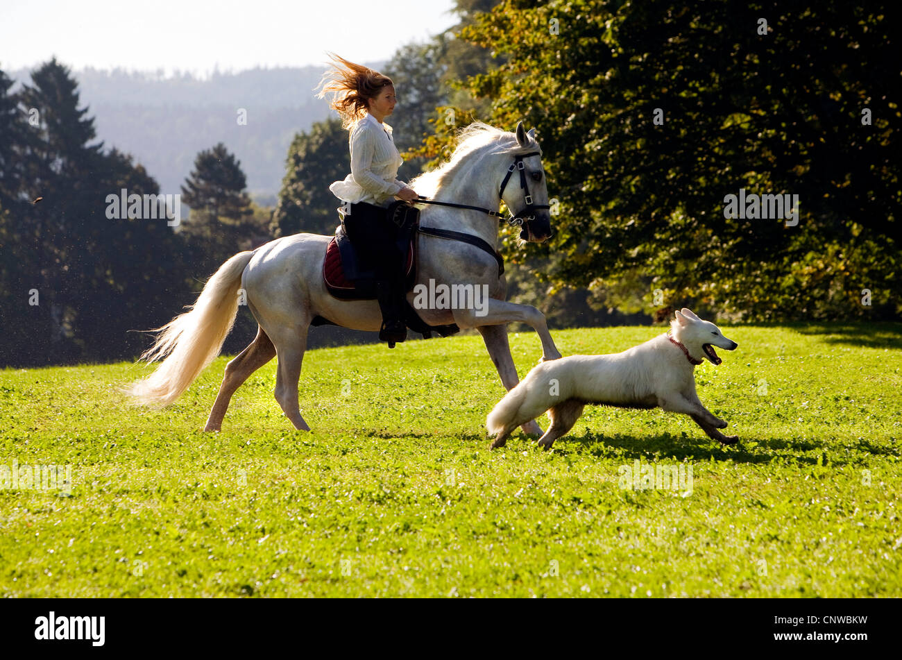 young woman on a white horse and her dog riding across a meadow, Germany, Baden-Wuerttemberg Stock Photo