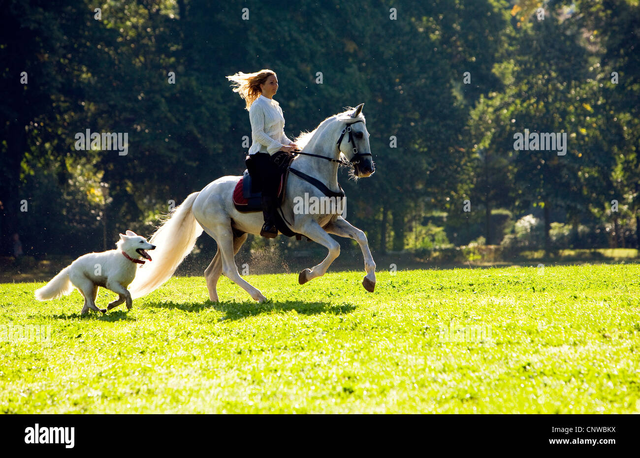 young woman on a white horse and her dog riding across a meadow ...