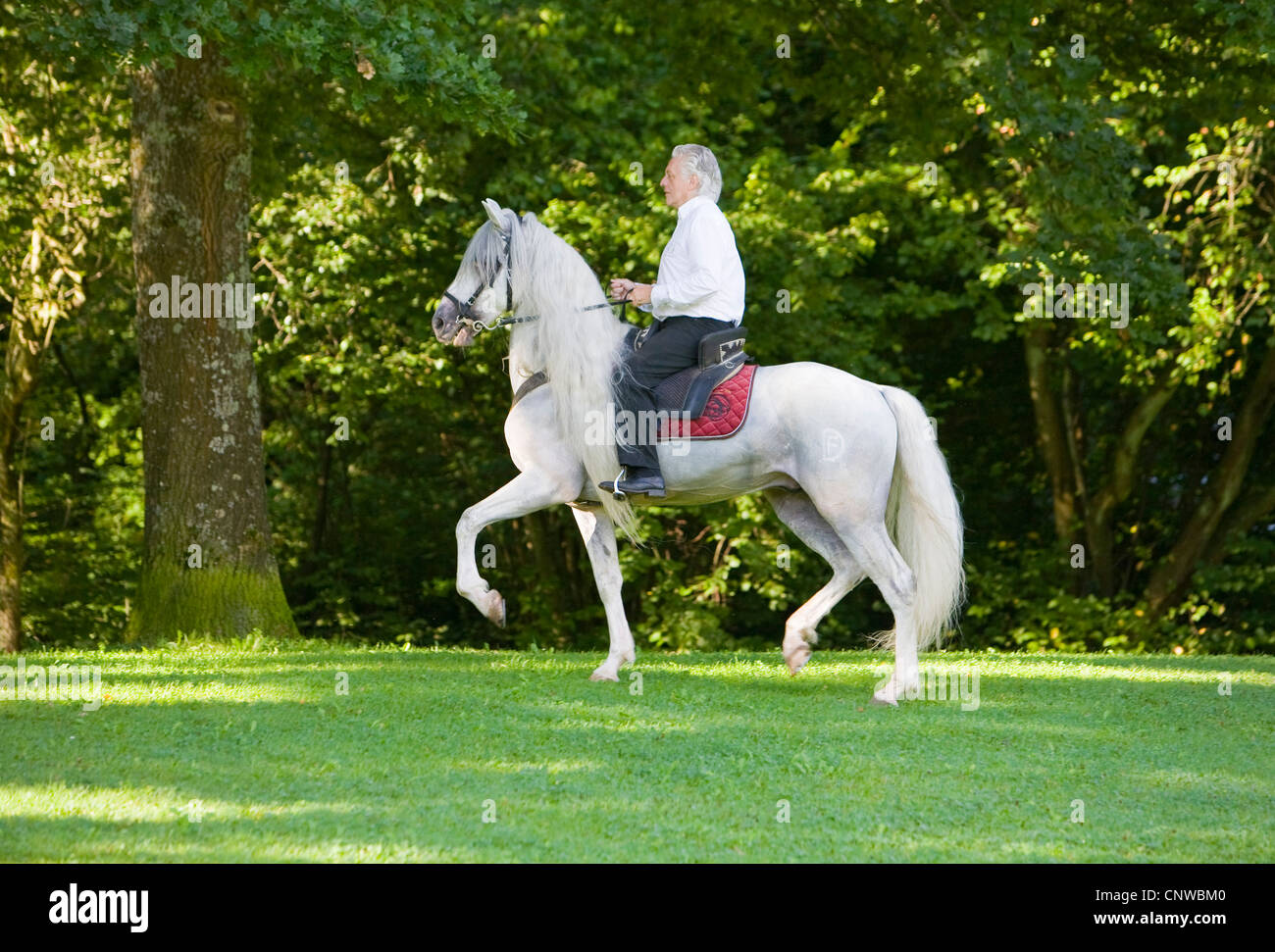 elderly man riding on a white horse in a park, Germany, Baden-Wuerttemberg Stock Photo