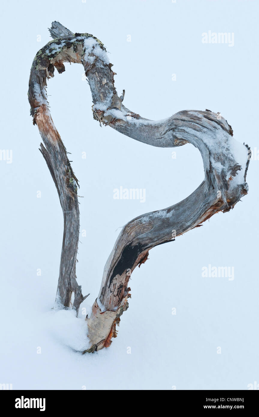 birch (Betula spec.), tree in the snow grown in the shape of a heart, Sweden, Lapland, Norrbotten, Stora Sjoefallet National Park Stock Photo