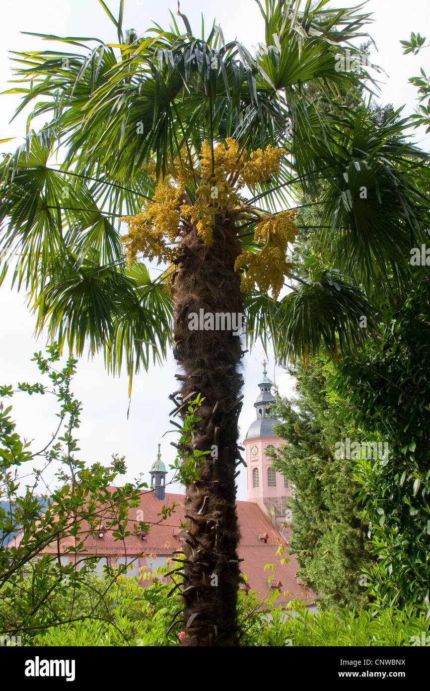 hemp palm (Trachycarpus fortunei), blooming individual am Florentiner Berg, Germany, Baden-Wuerttemberg, Baden-Baden Stock Photo