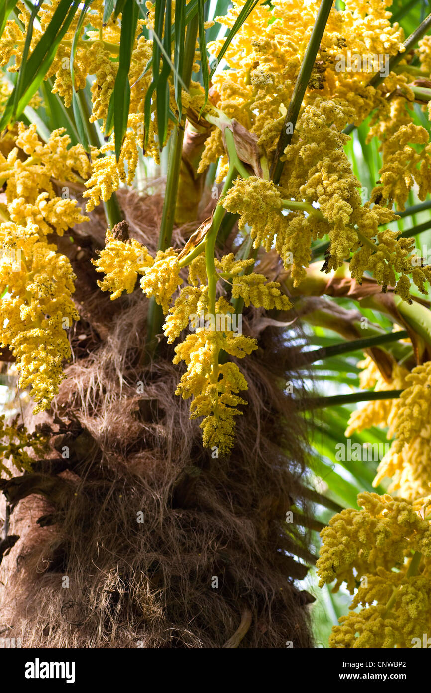 hemp palm (Trachycarpus fortunei), blooming Stock Photo