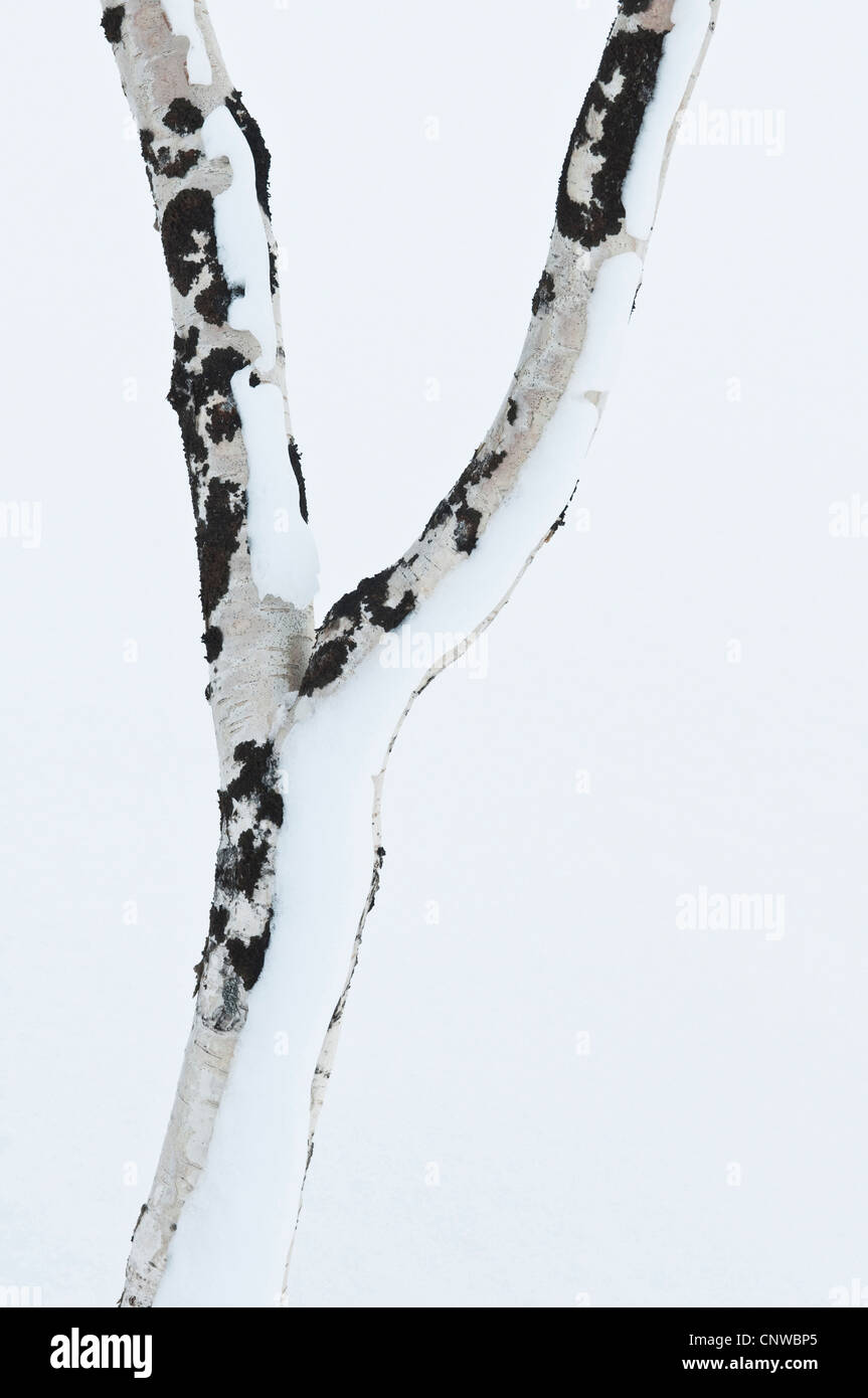 common birch, silver birch, European white birch, white birch (Betula pendula, Betula alba), snowy trunk, Sweden, Lapland, Norrbotten, Stora Sjoefallet National Park Stock Photo