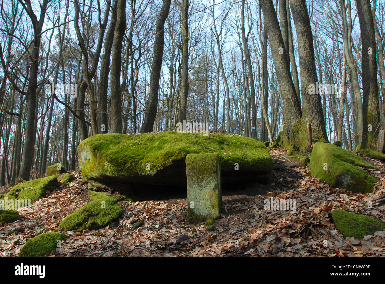 Oak forest in winter, Germany, Rhineland-Palatinate, Palatinate, Palatinate Forest Stock Photo