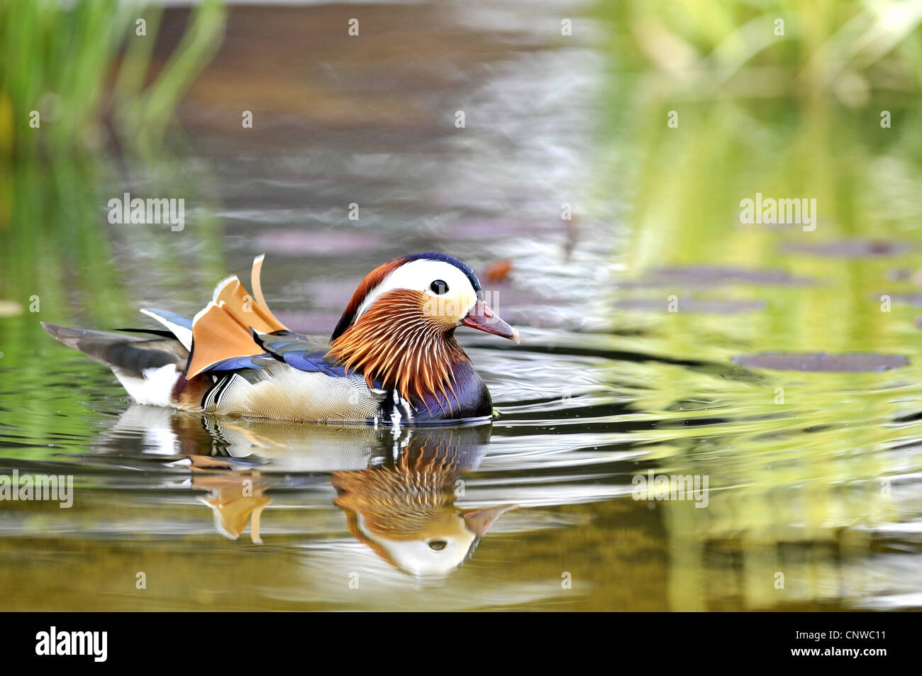 mandarin duck (Aix galericulata), male in on water, Germany Stock Photo Alamy