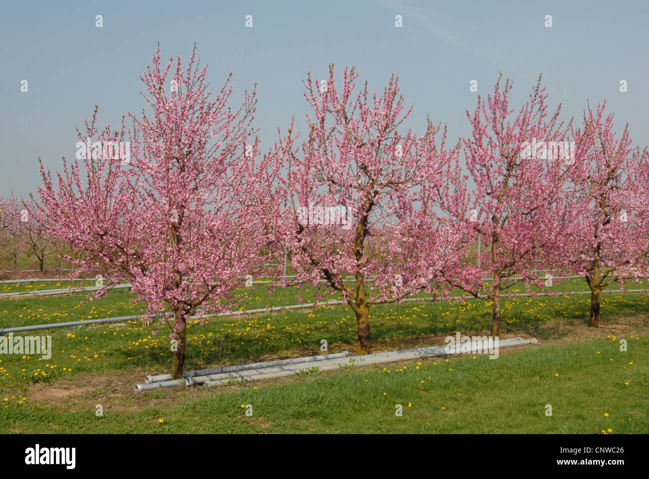 peach, bitter almond (Prunus persica), blooming peach trees, Germany, Rhineland-Palatinate, Palatinate, German Wine Route Stock Photo