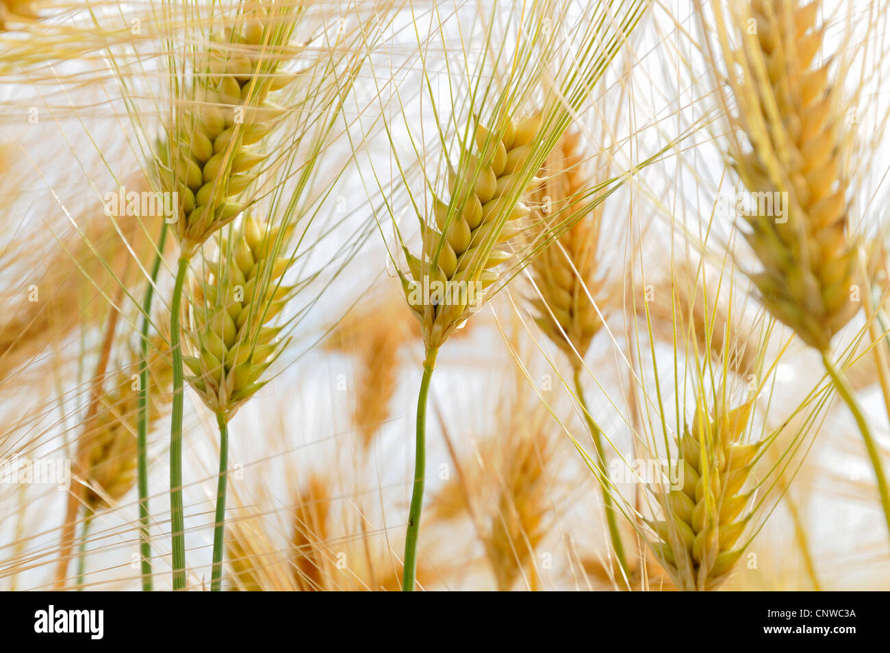 barley (Hordeum vulgare), barley ears, Germany Stock Photo
