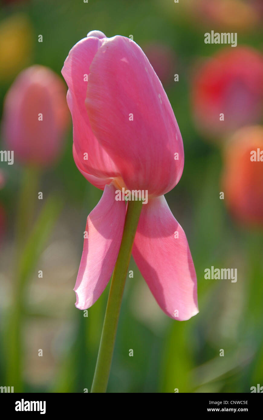 common garden tulip (Tulipa gesneriana), tulip with two petals pointing downwards Stock Photo