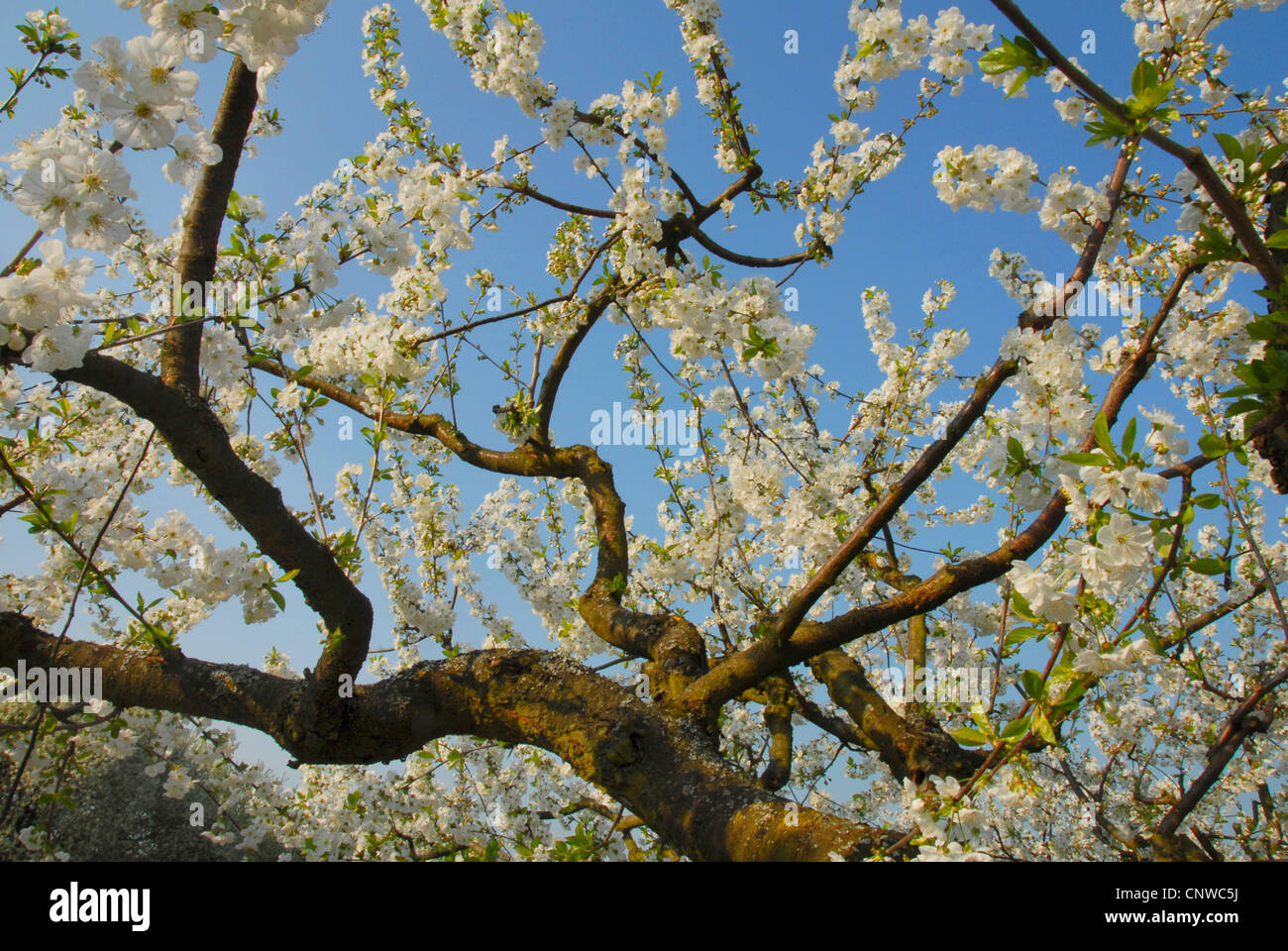 dwarf cherry, morello cherry, sour cherry (Prunus cerasus), blooming ...