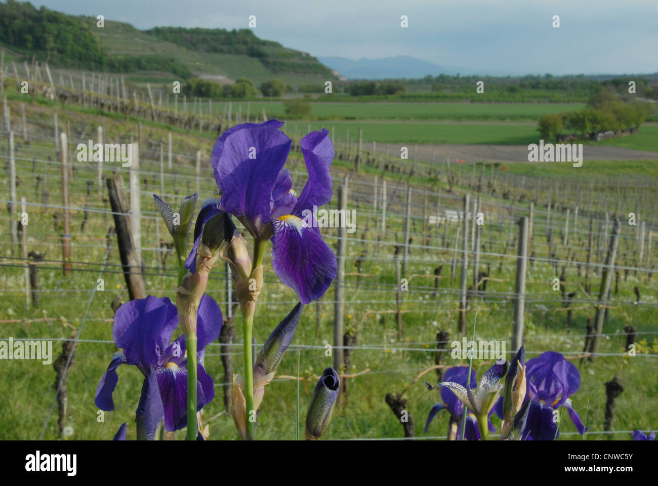 garden iris, German iris, bearded iris, fleur-de-lis, flag (Iris germanica), blooming in a vineyard at Kaiserstuhl, Germany, Baden-Wuerttemberg, Ihringen Stock Photo