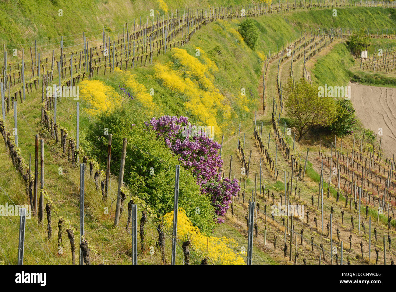vineyard landscape with Common Lilac at Kaiserstuhl, Germany, Baden Wuerttemberg, Ihringen Stock Photo