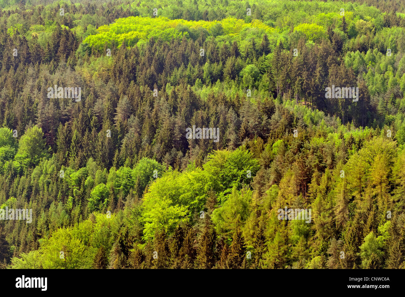 view of mixed forest in spring, Germany, Saxony, Saxon Switzerland National Park Stock Photo