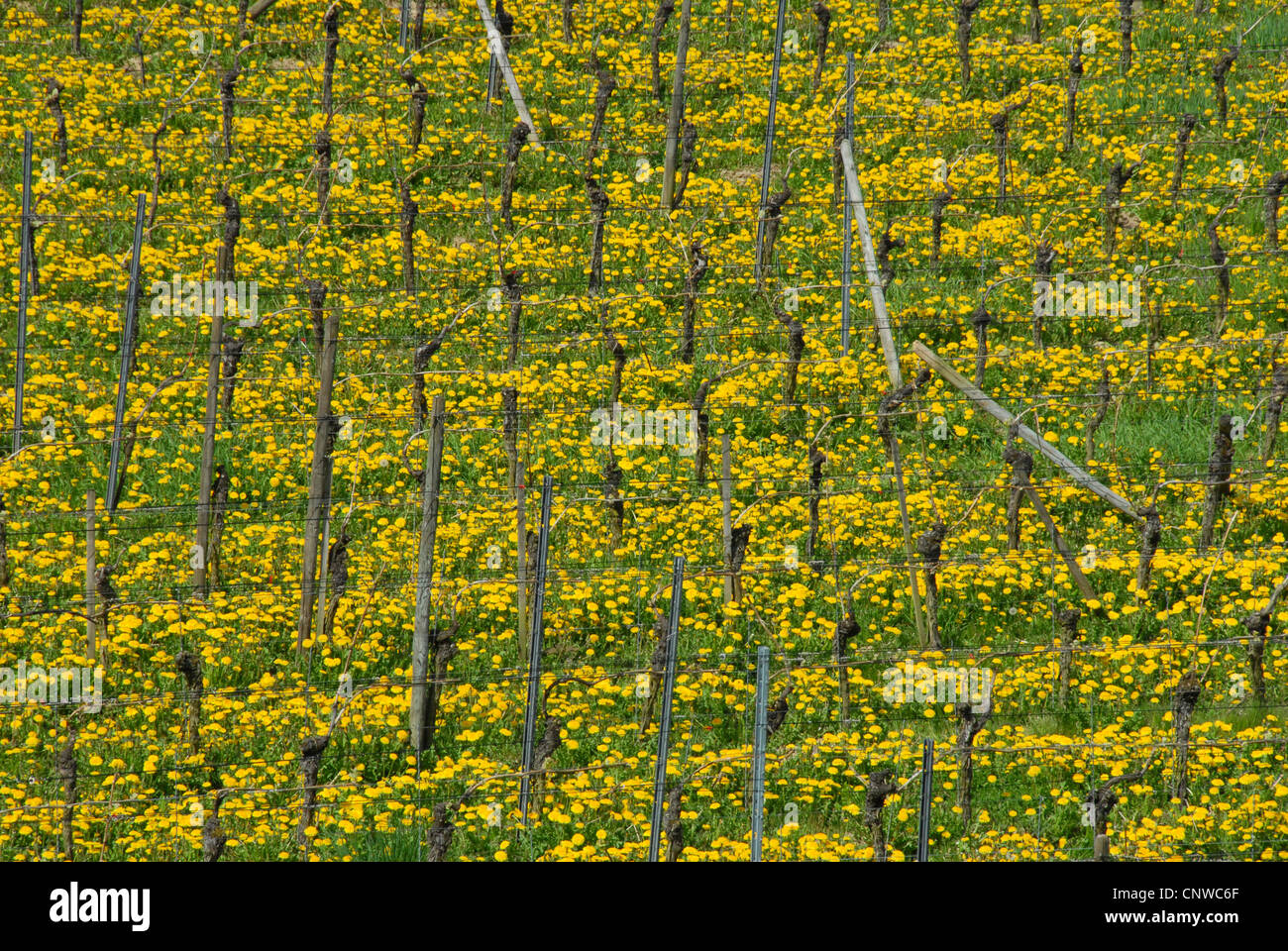 vineyard with blooming dandelion at Kaiserstuhl, Germany, Baden Wuerttemberg, Ihringen Stock Photo