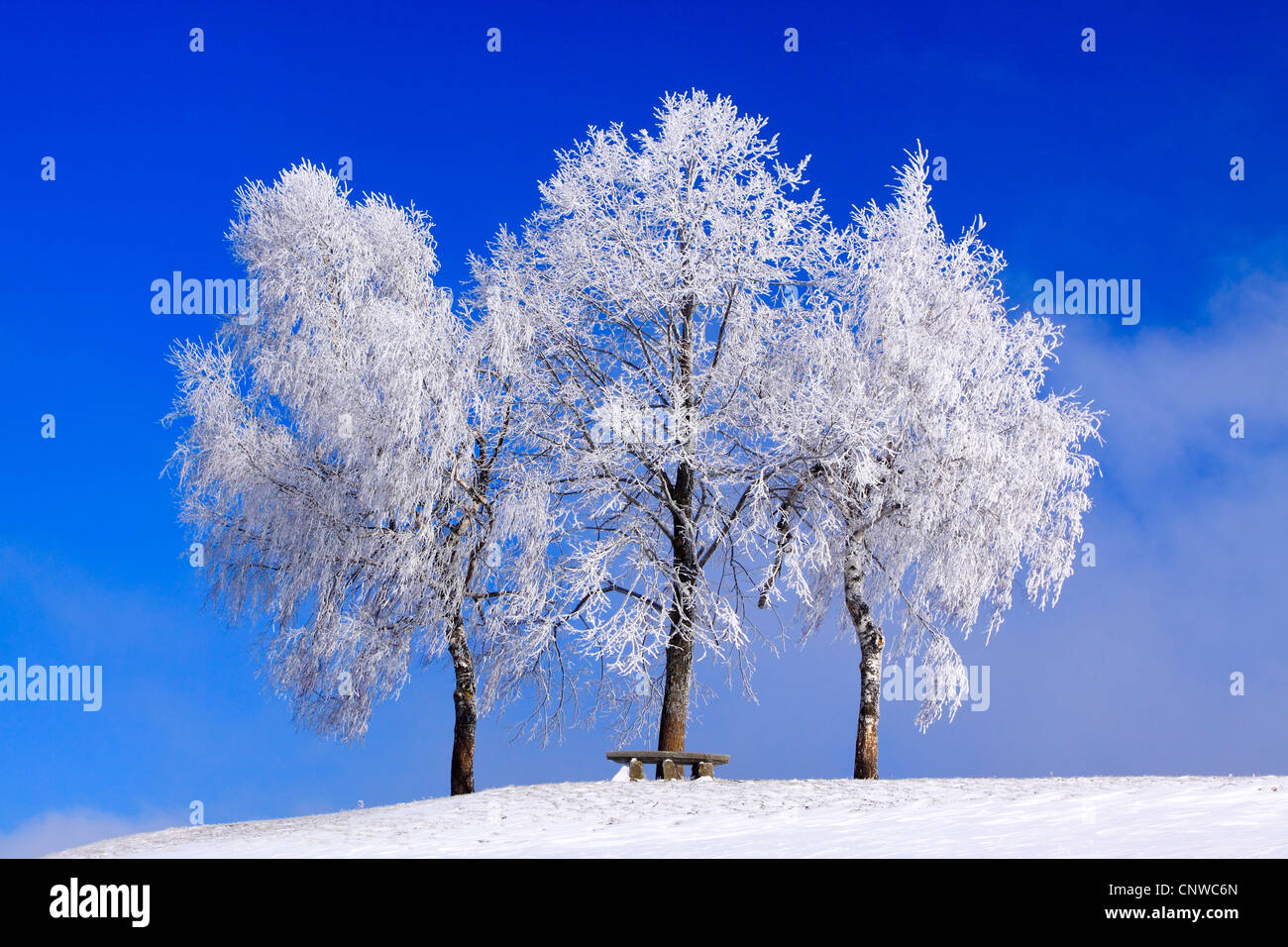 common-birch-silver-birch-european-white-birch-white-birch-betula