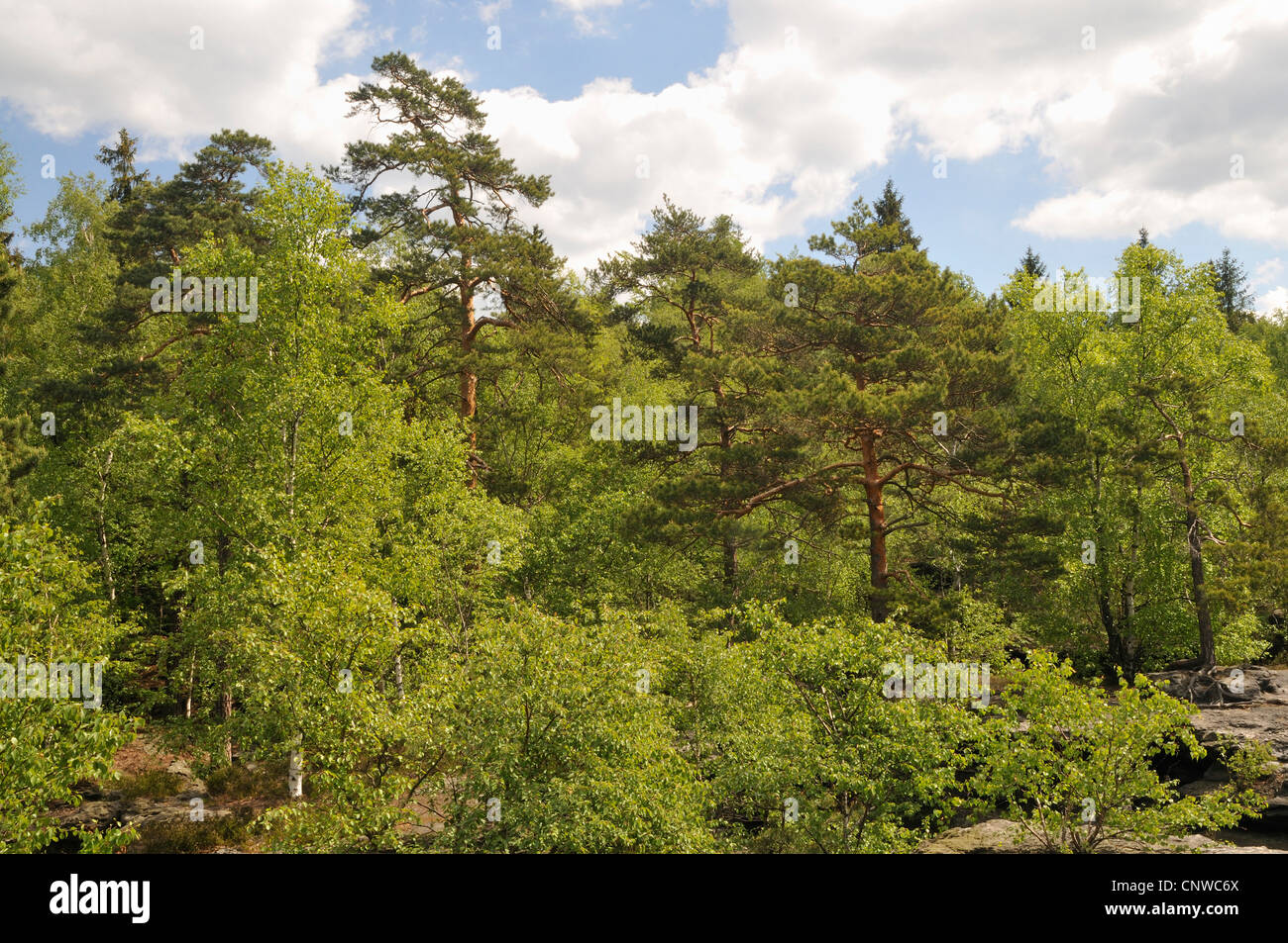 mixed forest in spring, Germany Stock Photo