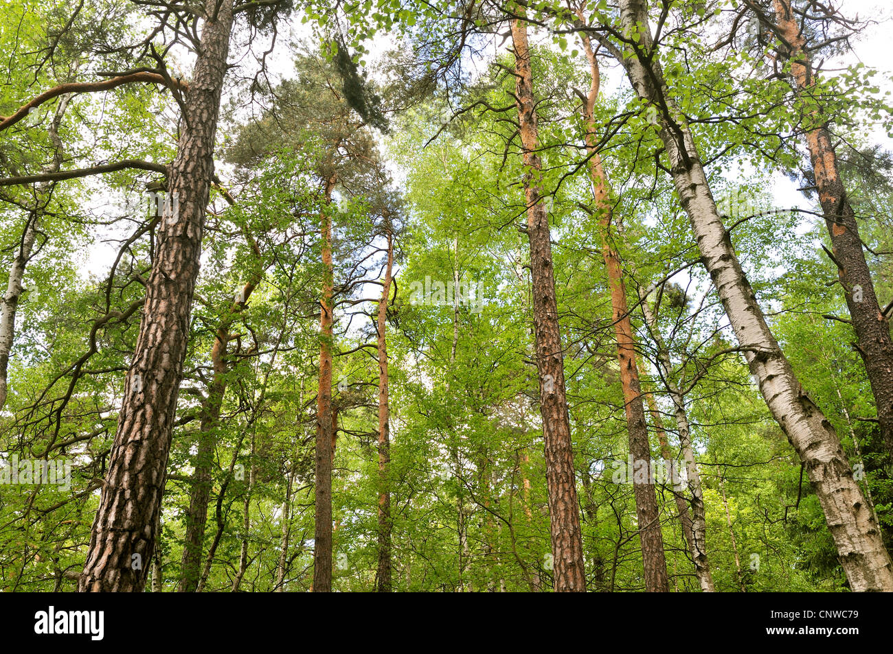 common birch, silver birch, European white birch, white birch (Betula pendula, Betula alba), mixed forest of pines an birches, Germany Stock Photo