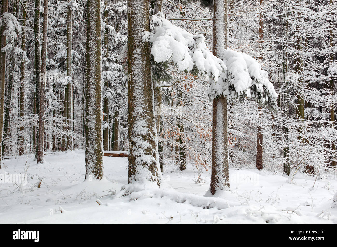 Norway spruce (Picea abies), snow-covered forest, Switzerland, Zuercher Oberland Stock Photo