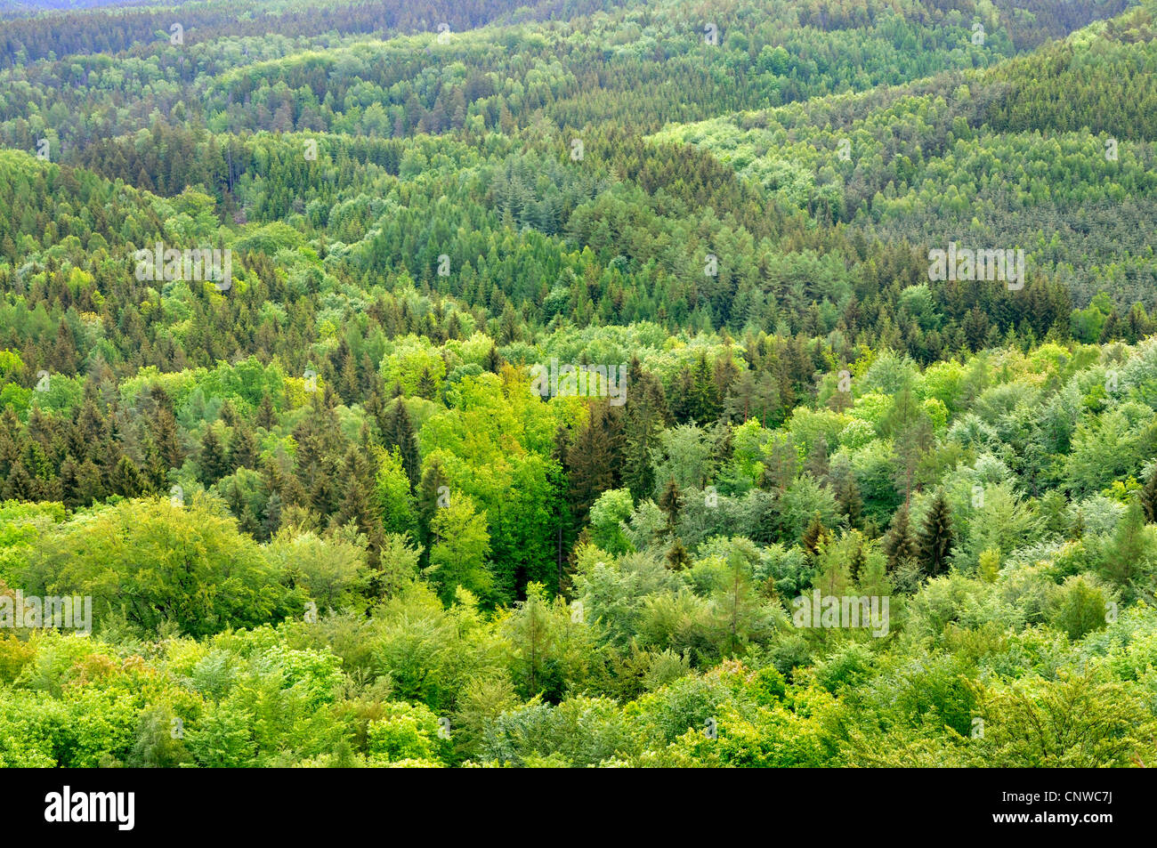 view of mixed forest in spring, Germany, Saxony, Saxon Switzerland National Park Stock Photo