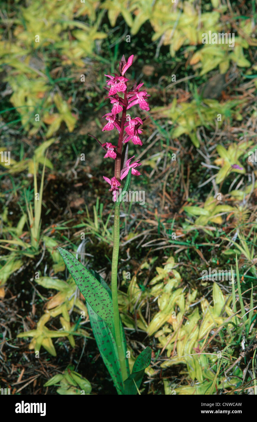 narrow-leaved marsh-orchid (Dactylorhiza traunsteineri), blooming individuals Stock Photo