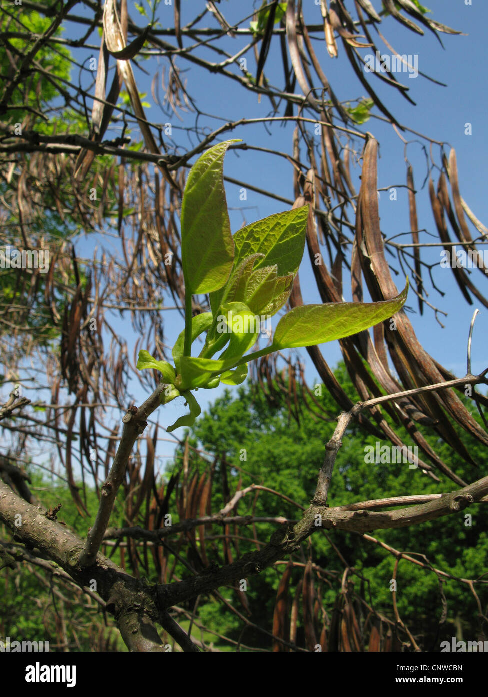 Indian bean tree (Catalpa bignonioides), leaf shootings and fruits of the year before Stock Photo