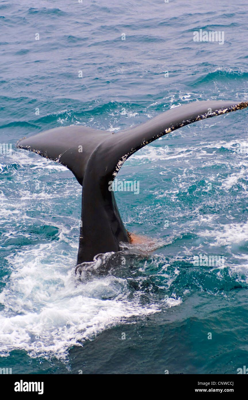 Whale tail sticking out of water hi-res stock photography and images ...