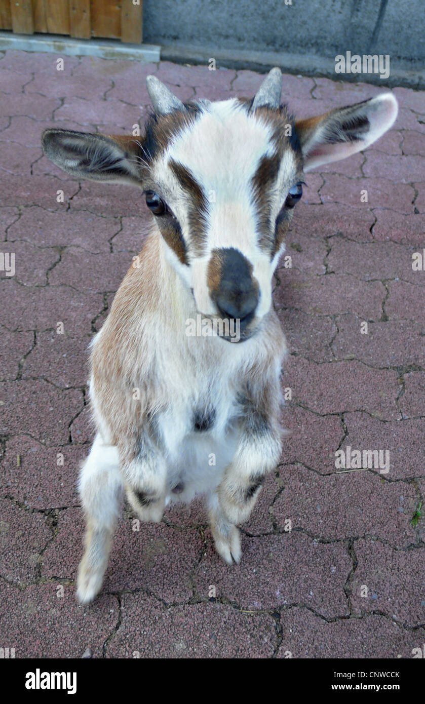 Pygmy goat (Capra hircus, Capra aegagrus f. hircus), juvenile in a ...