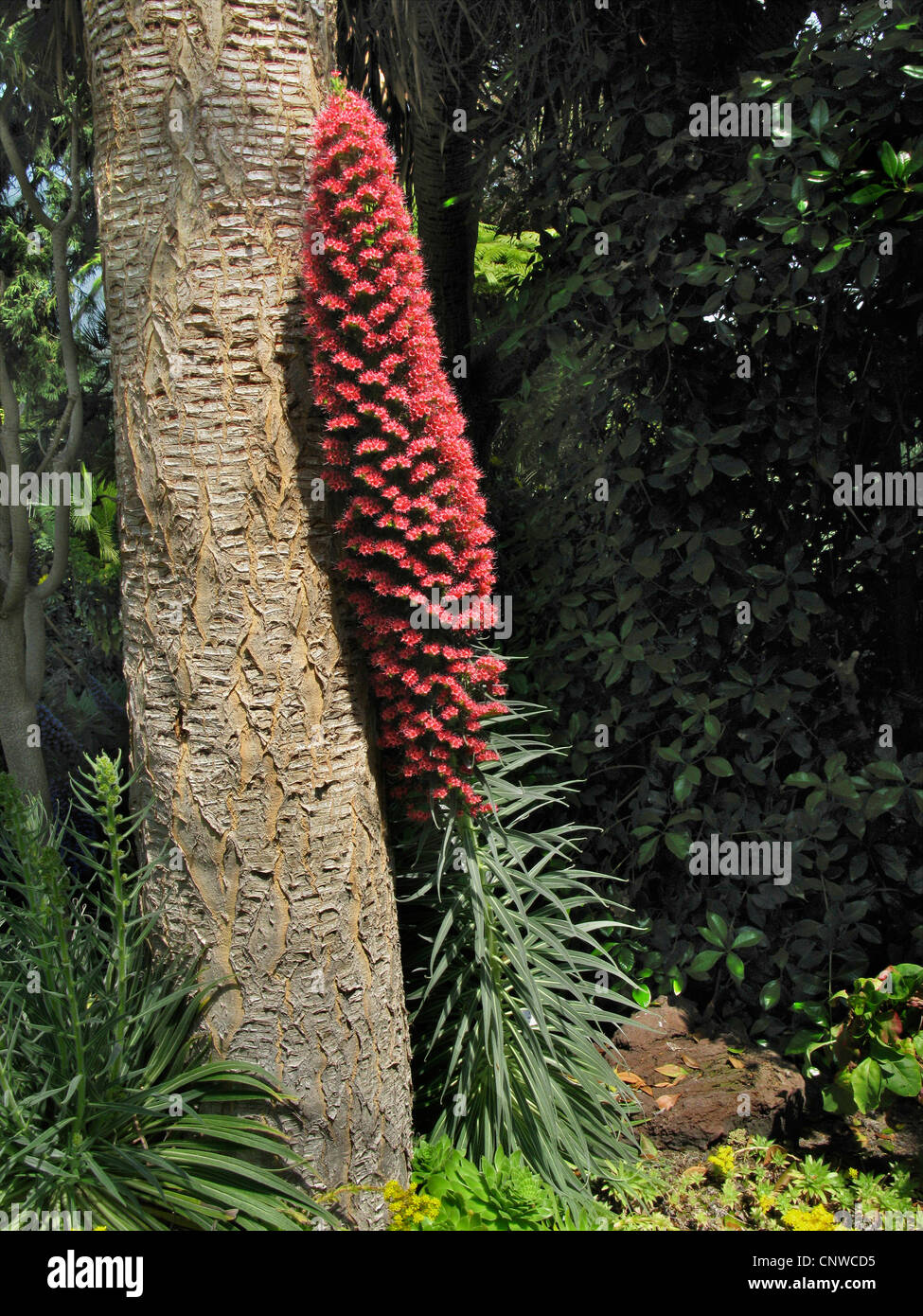 tower of jewels (Echium wildpretii), symbolic flower of Teide mountain on Tenerife, leaning at the trunk of a dragon tree Stock Photo