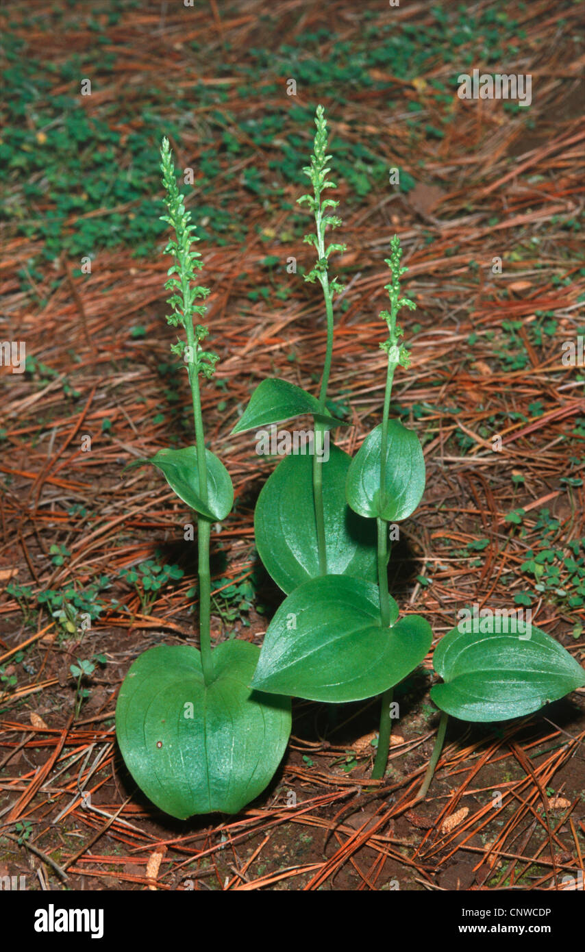 two-leaved gennaria (Gennaria diphylla), three blooming individuals, Canary Islands, Tenerife Stock Photo