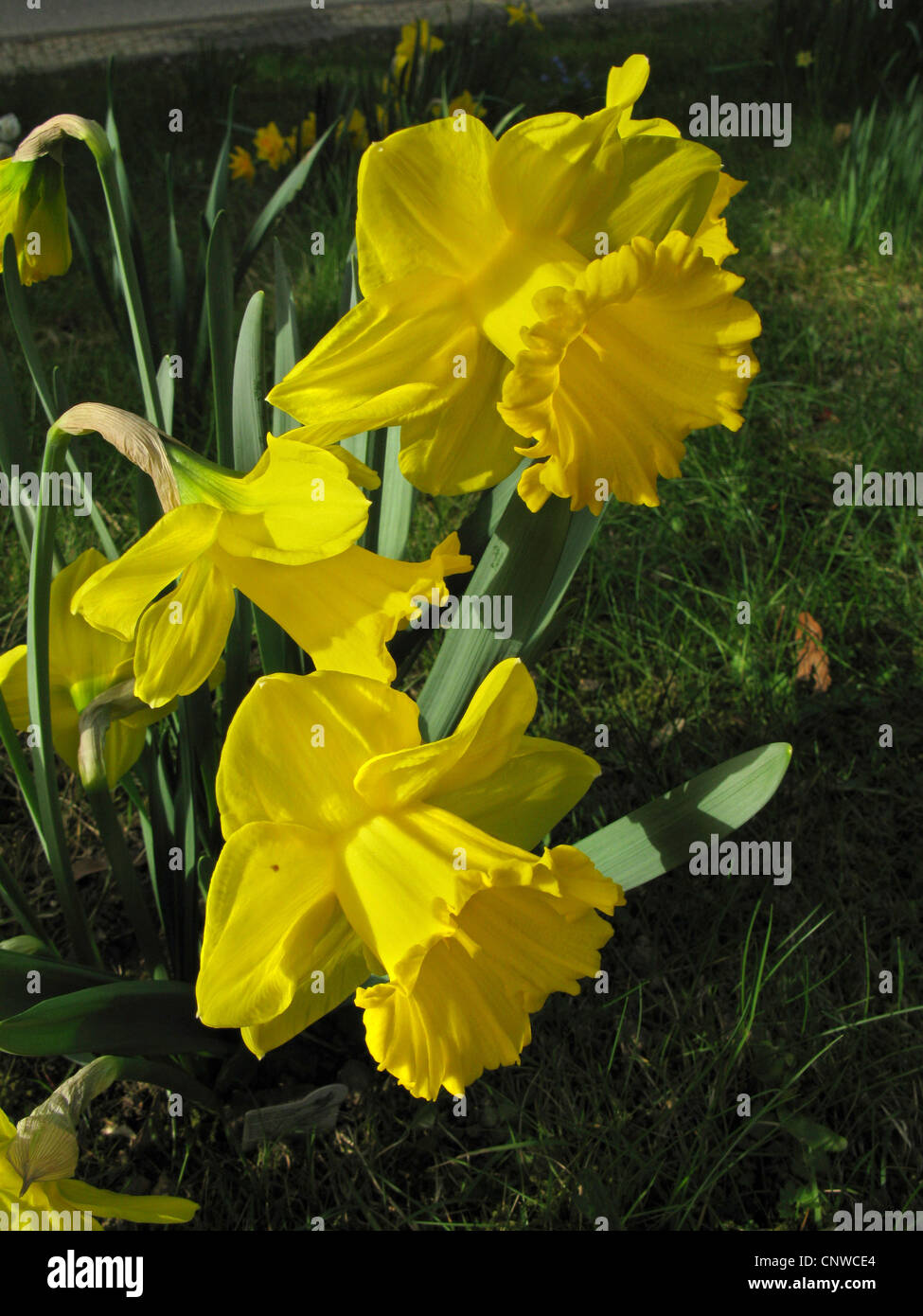 daffodil (Narcissus 'Gold Medal', Narcissus Gold Medal), trumpet daffodil, cultivar Gold Medal Stock Photo