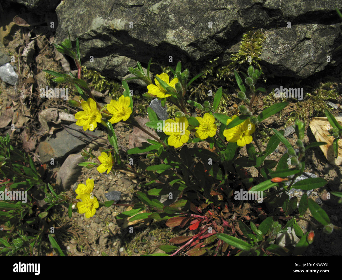 small sundrops (Oenothera perennis), blooming Stock Photo