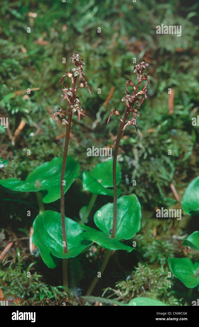 lesser twayblade, heart-leaved twayblade, heartleaf twayblade (Listera cordata), two blooming flowers Stock Photo