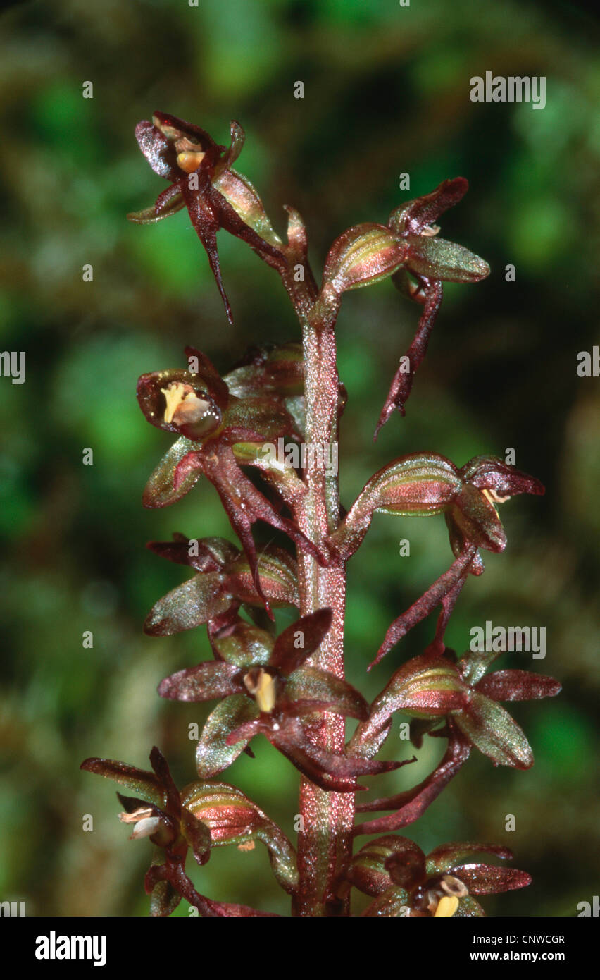 lesser twayblade, heart-leaved twayblade, heartleaf twayblade (Listera cordata), flowers Stock Photo