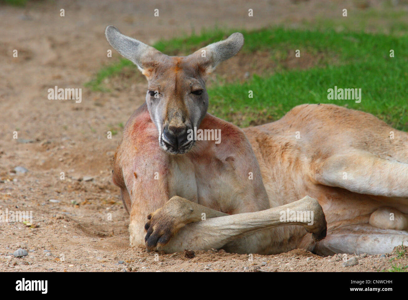 red kangaroo, plains Kangaroo, blue flier (Macropus rufus, Megaleia rufa), lying sleepy on the ground Stock Photo