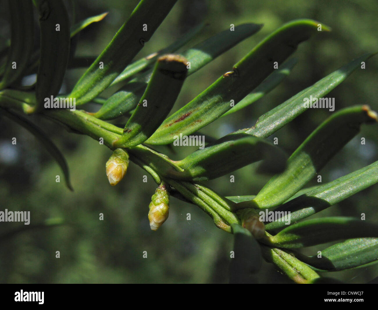 common yew (Taxus baccata), flowers Stock Photo