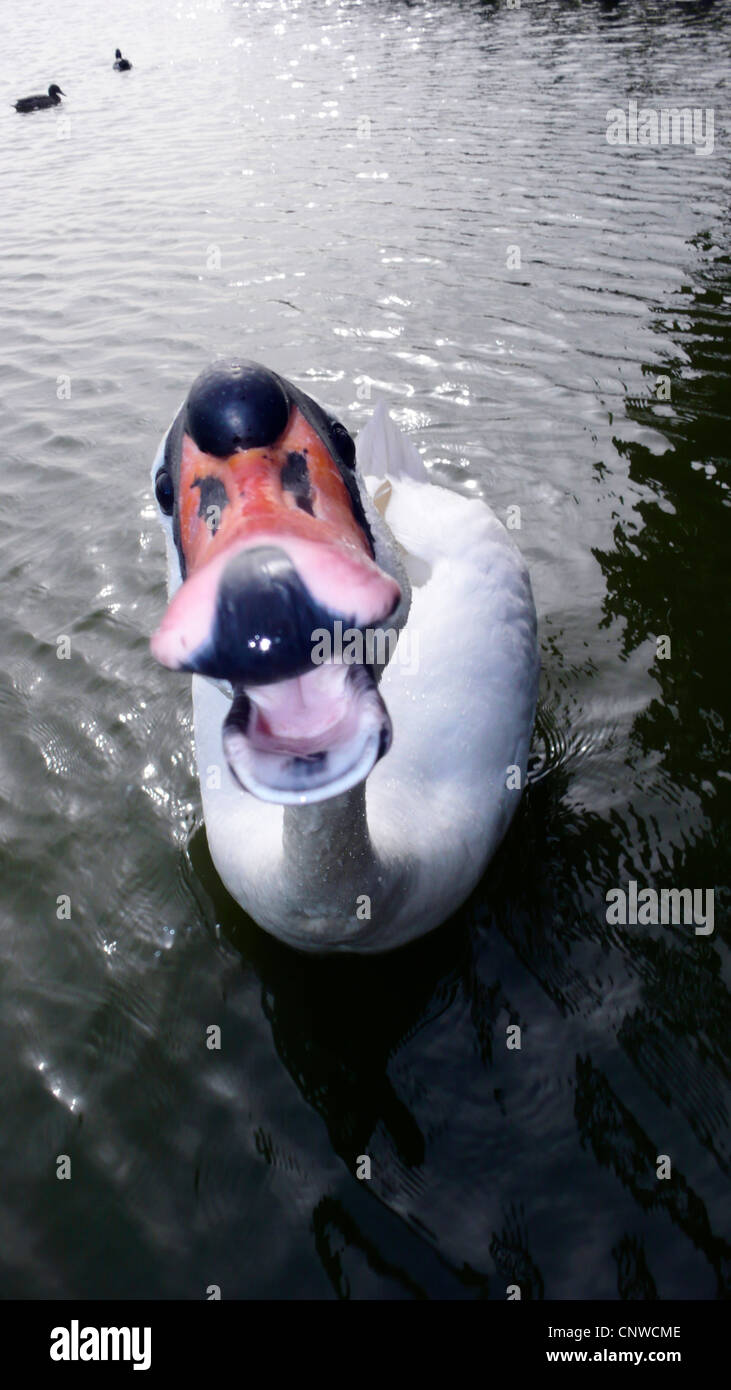 Hissing birds hires stock photography and images Alamy