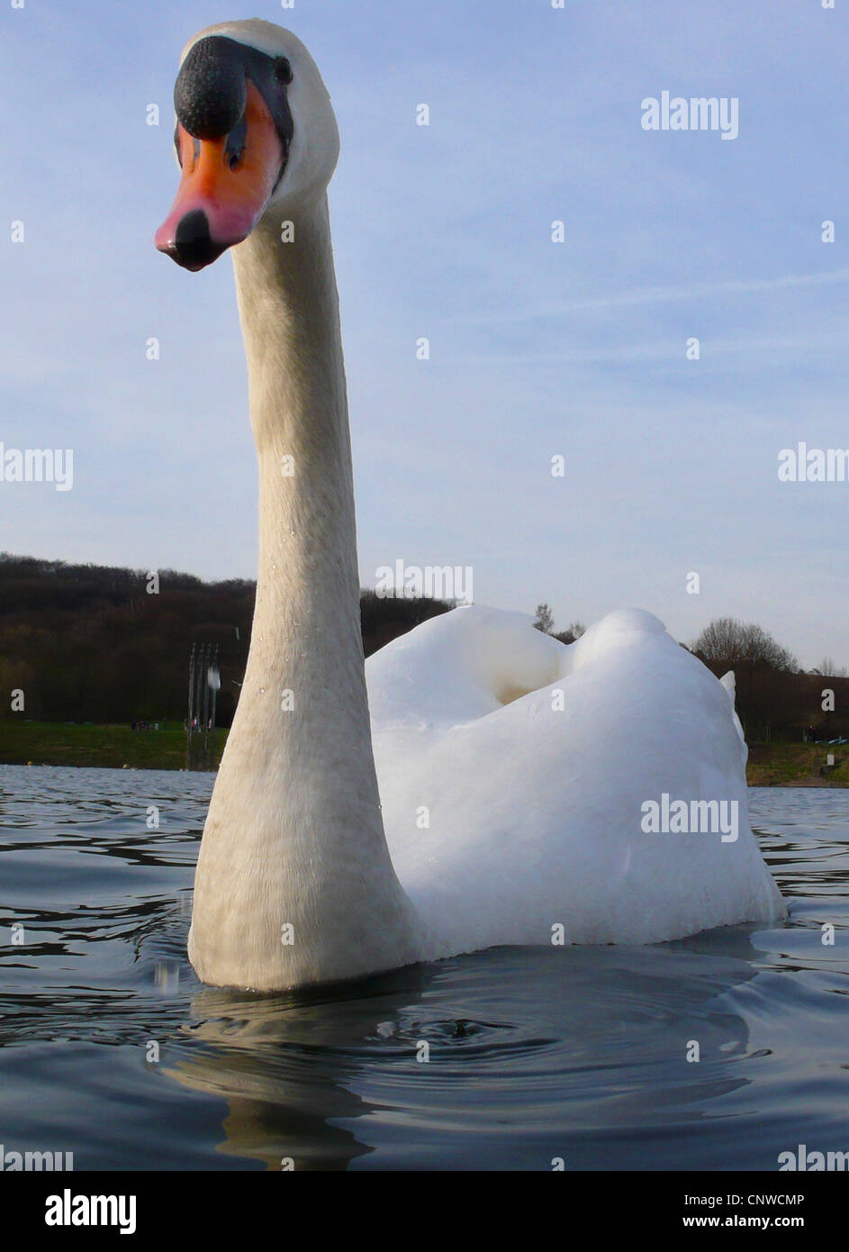 mute swan (Cygnus olor), swimming on a lake Stock Photo - Alamy