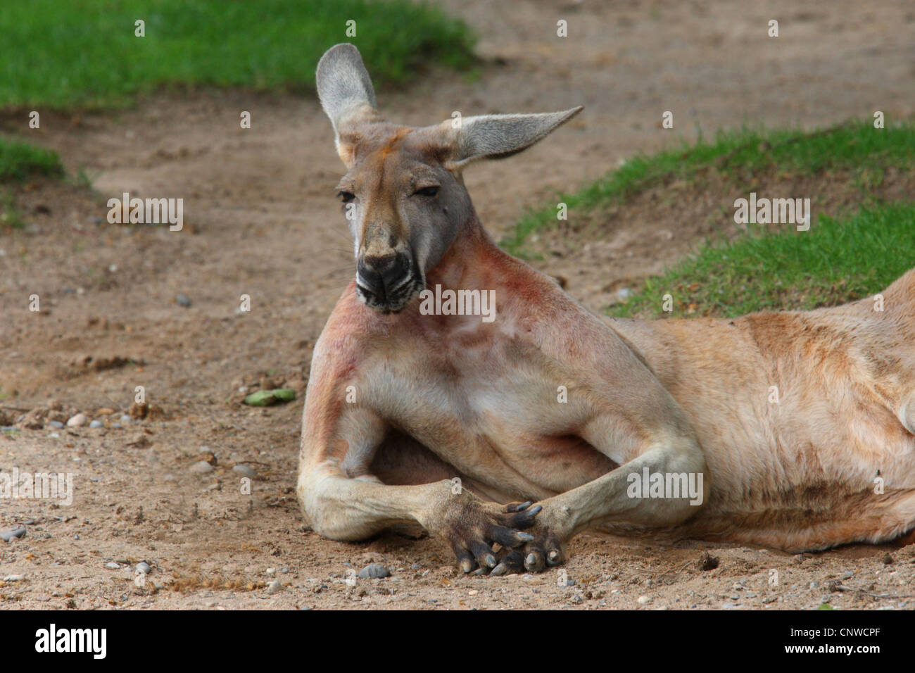 red kangaroo, plains Kangaroo, blue flier (Macropus rufus, Megaleia rufa), lying sleepy on the ground Stock Photo