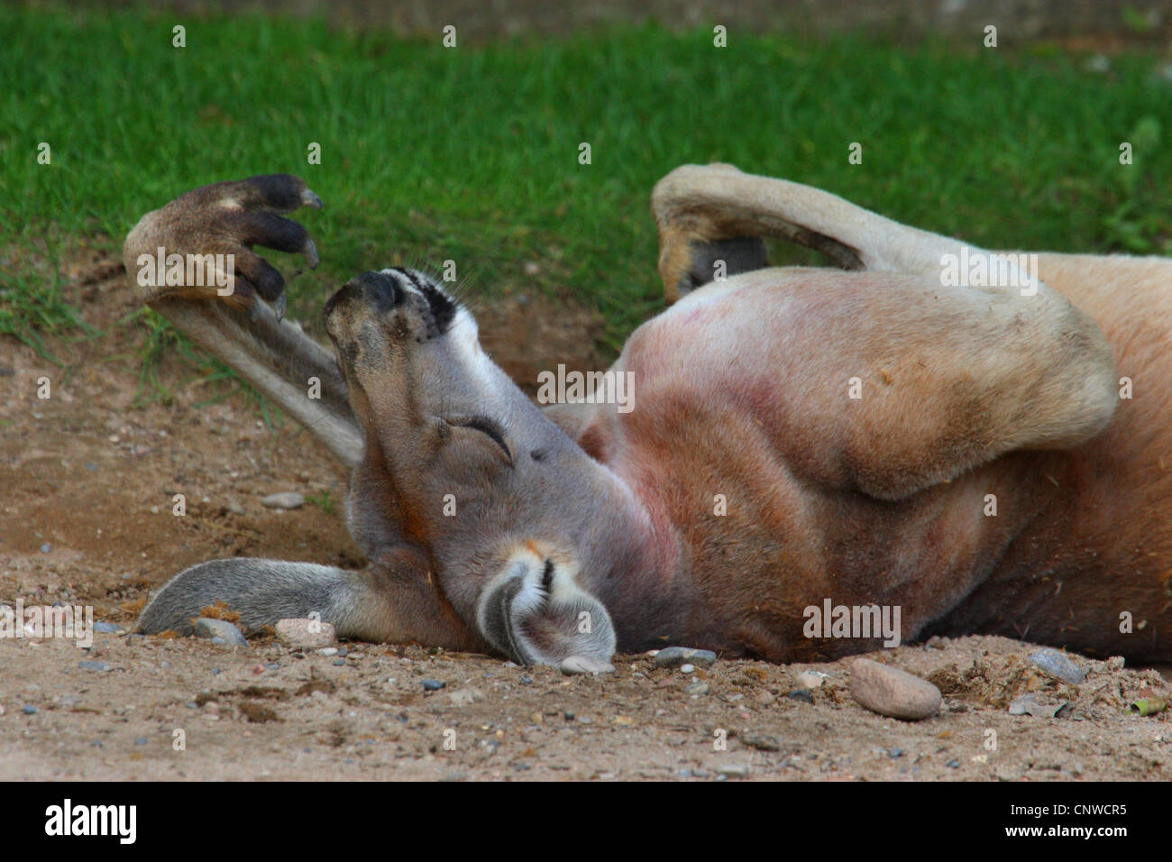 red kangaroo, plains Kangaroo, blue flier (Macropus rufus, Megaleia rufa), lying on the back sleeping Stock Photo