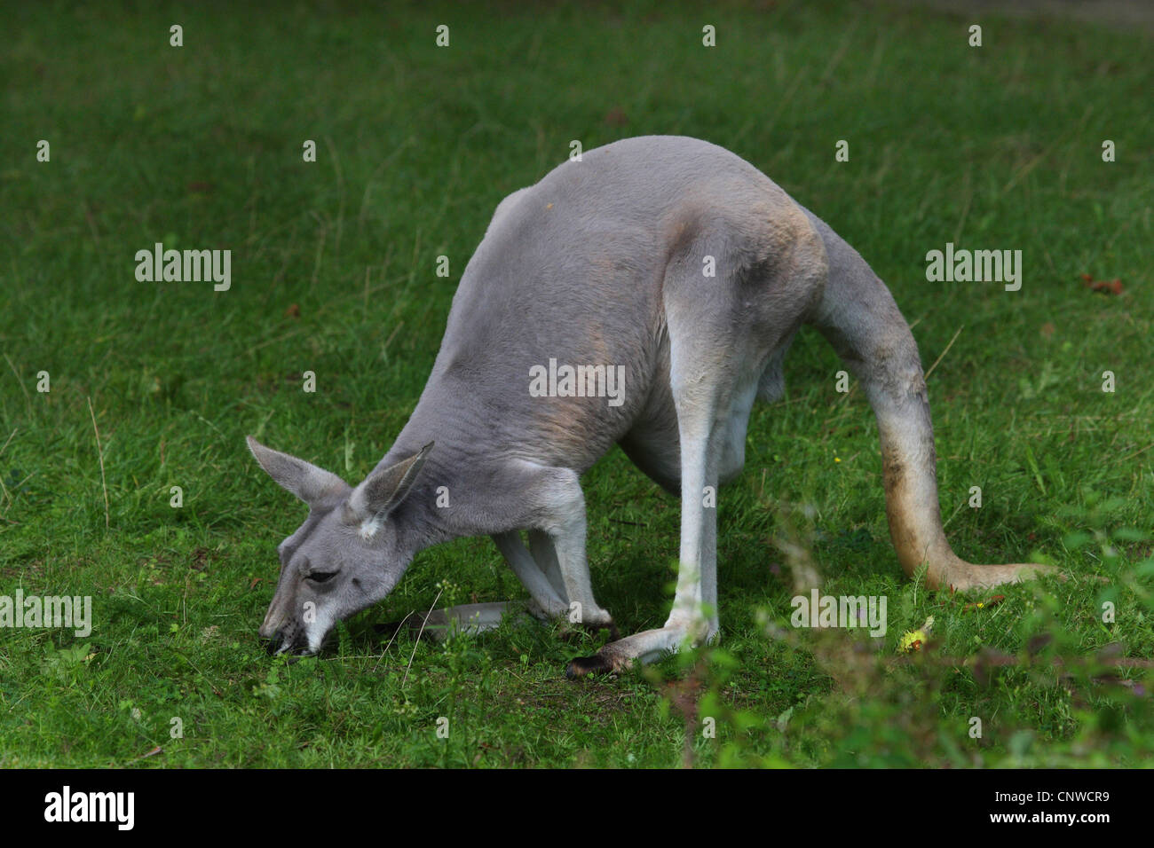 red kangaroo, plains Kangaroo, blue flier (Macropus rufus, Megaleia rufa), grazing in a meadow Stock Photo