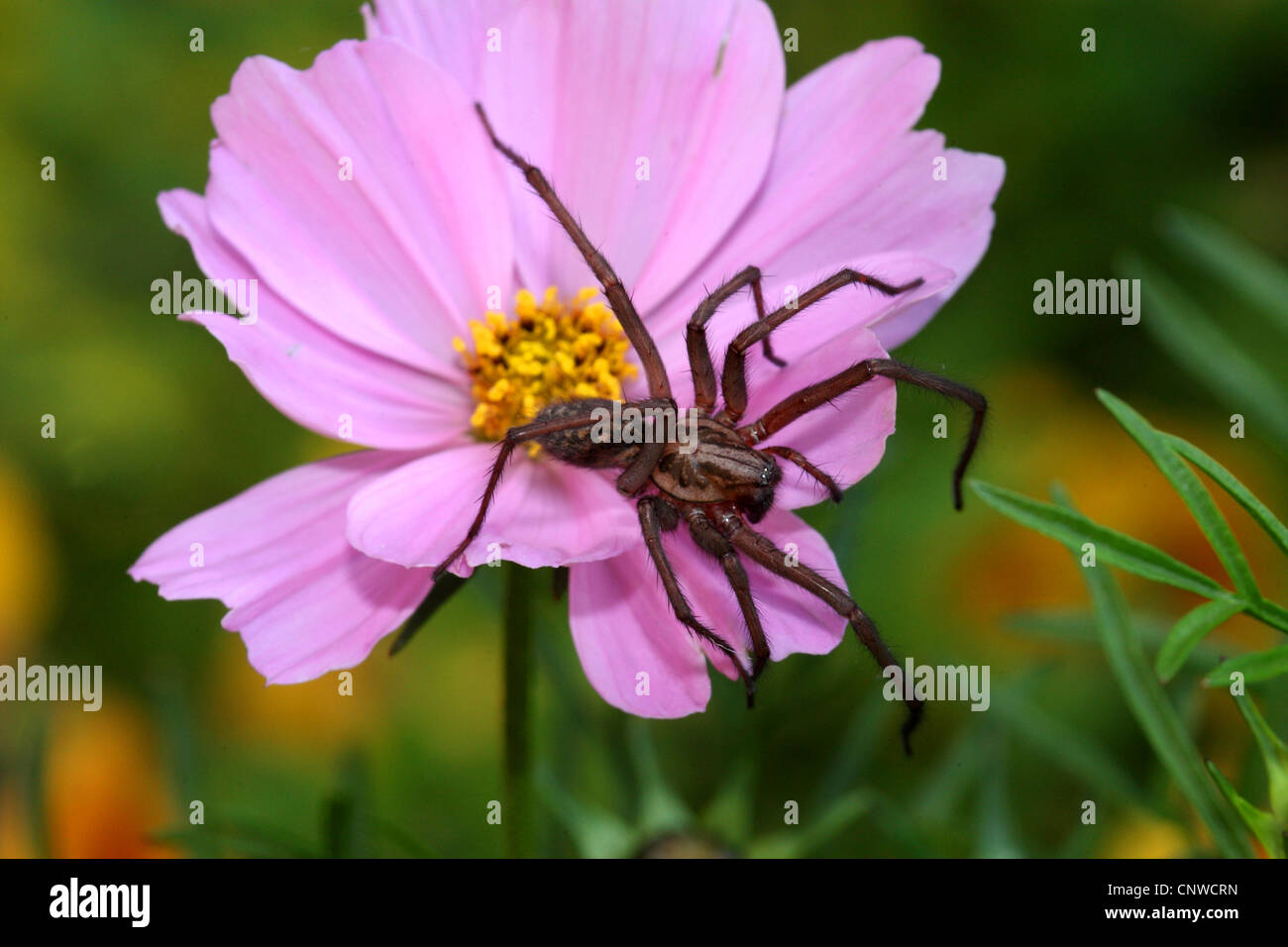 giant European house spider, giant house spider, larger house spider, cobweb spider (Tegenaria gigantea, Tegenaria atrica), sitting on a flower Stock Photo