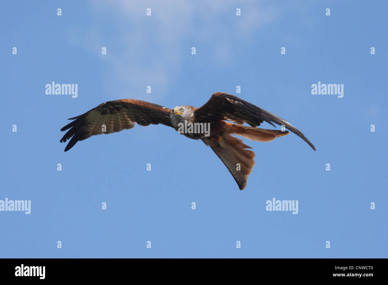 red kite (Milvus milvus), flying Stock Photo