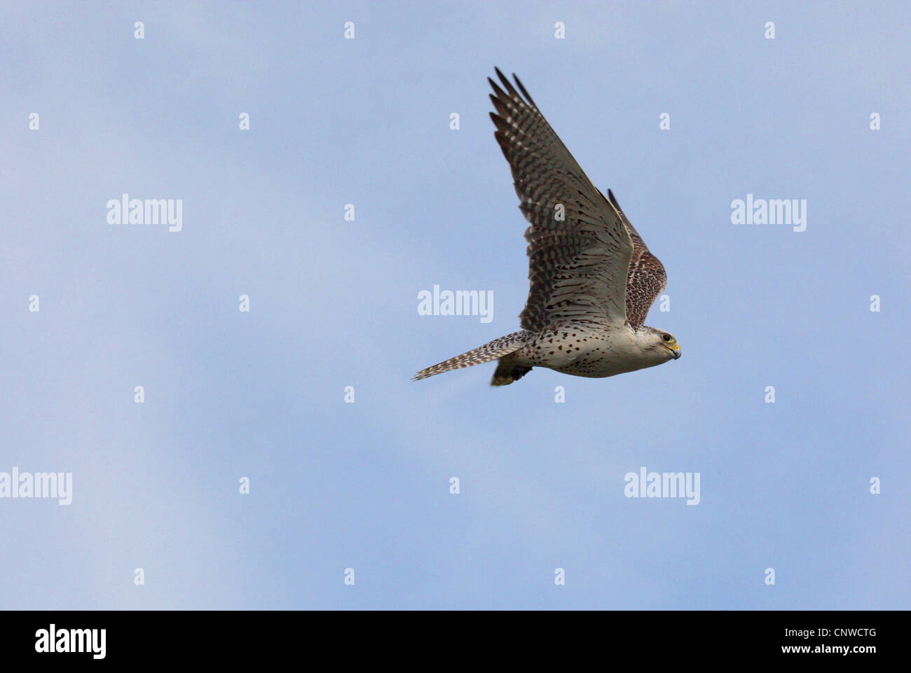 Saker falcon (Falco cherrug), flying Stock Photo