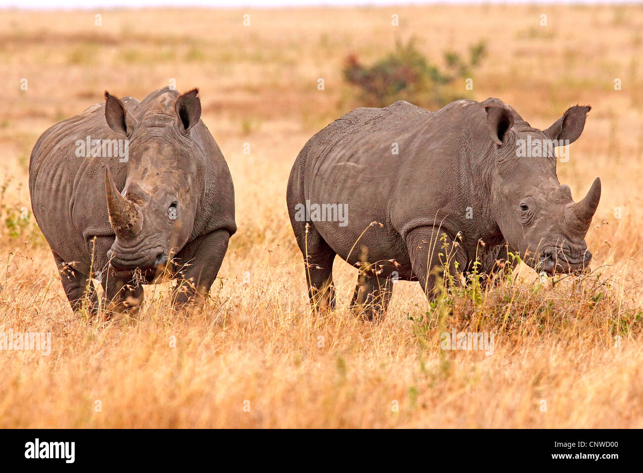 white rhinoceros, square-lipped rhinoceros, grass rhinoceros (Ceratotherium simum), two individuals in savanna, Kenya, Solio Ranch Stock Photo