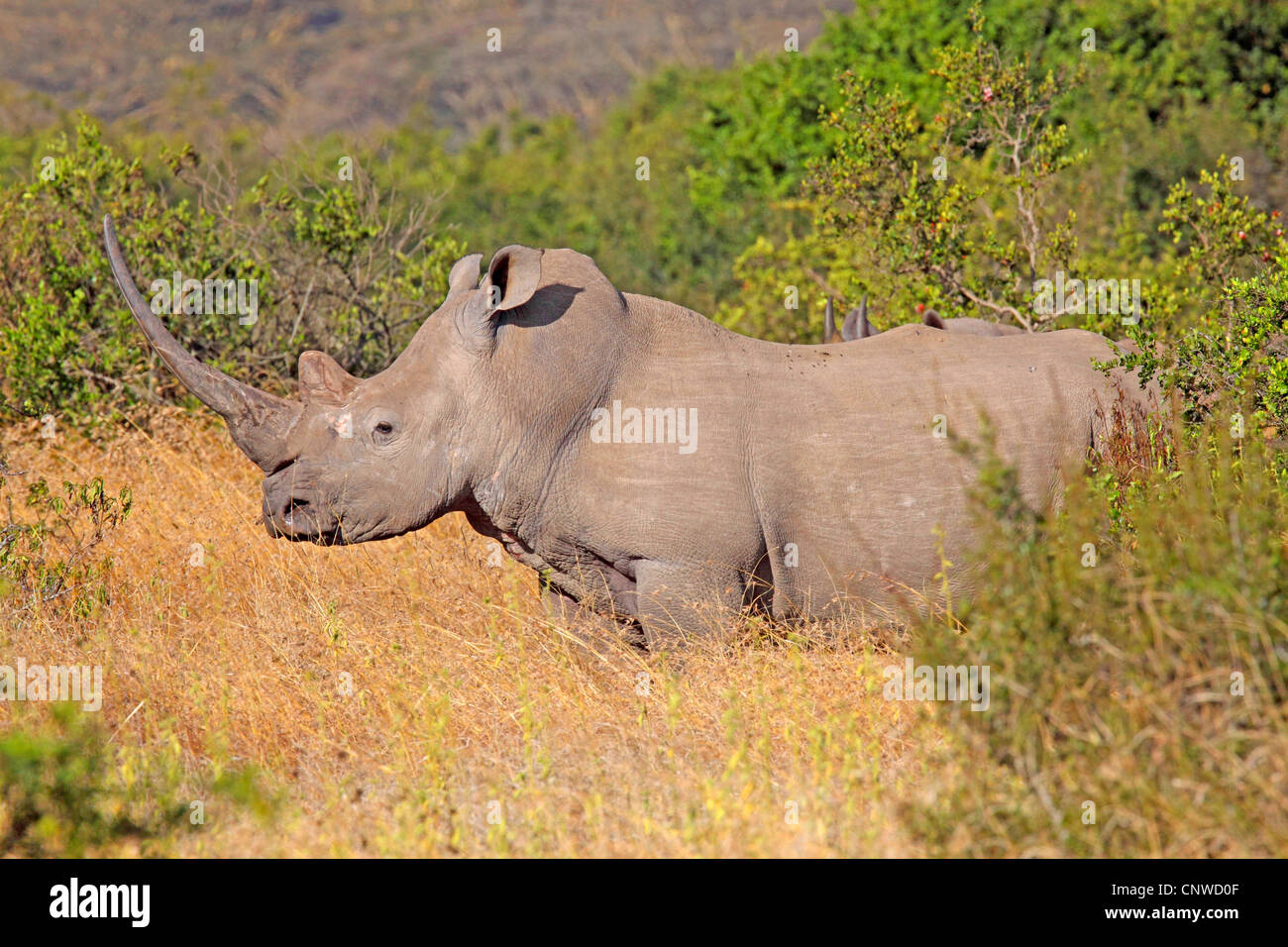 white rhinoceros, square-lipped rhinoceros, grass rhinoceros (Ceratotherium simum), standing in savanna, Kenya, Solio Ranch Stock Photo
