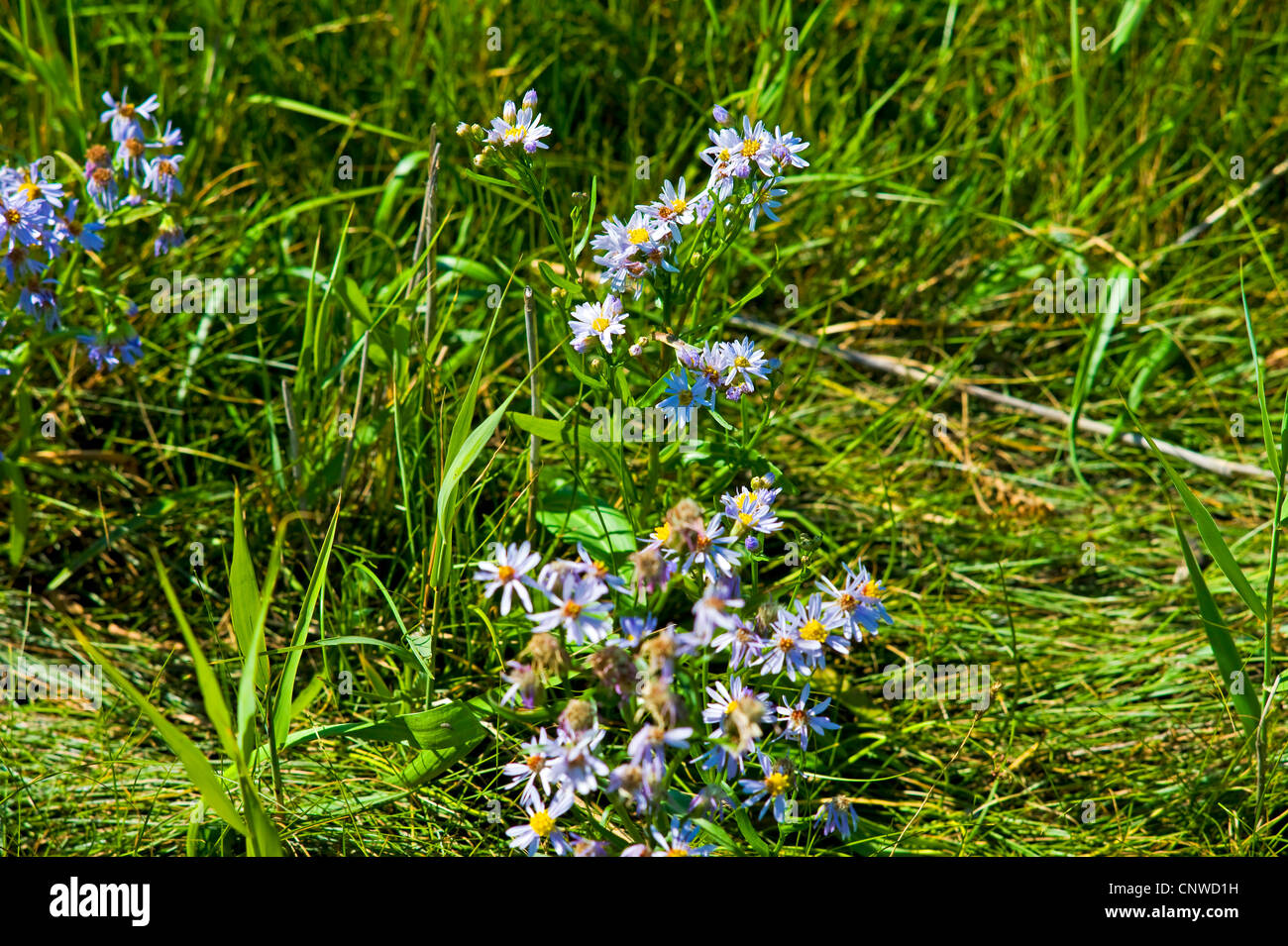 Sea aster (Aster tripolium), blooming in a salt meadow, Germany, Lower Saxony Stock Photo