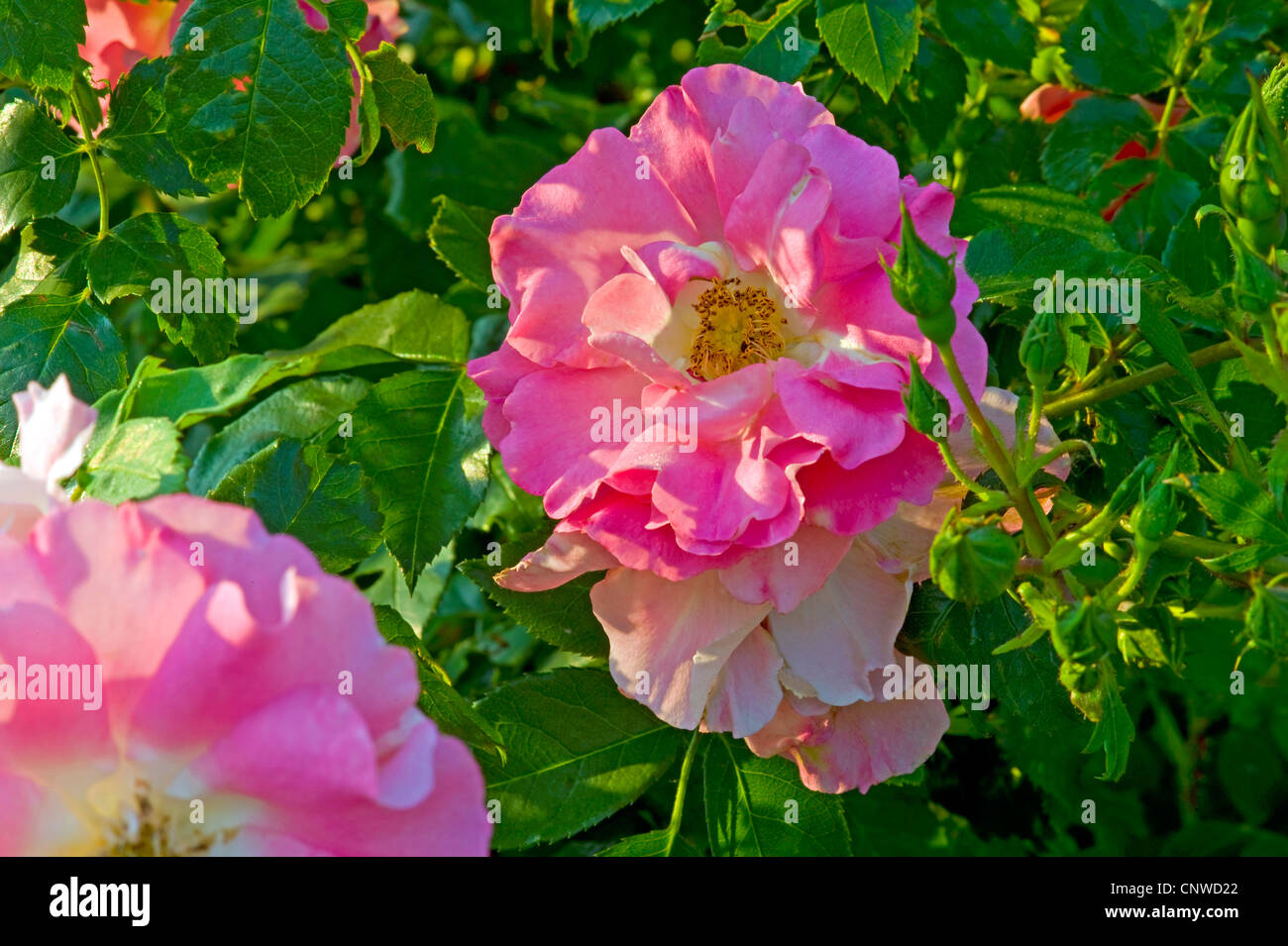 Manita hi-res stock photography and images - Alamy