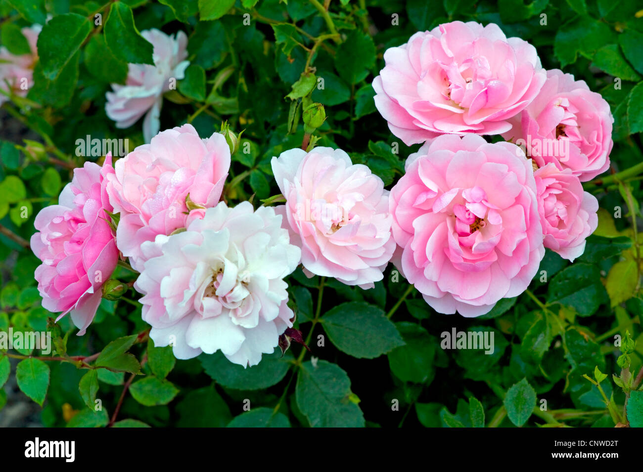 ornamental rose (Rosa Bonica 82), cultivar Bonica 82 Stock Photo