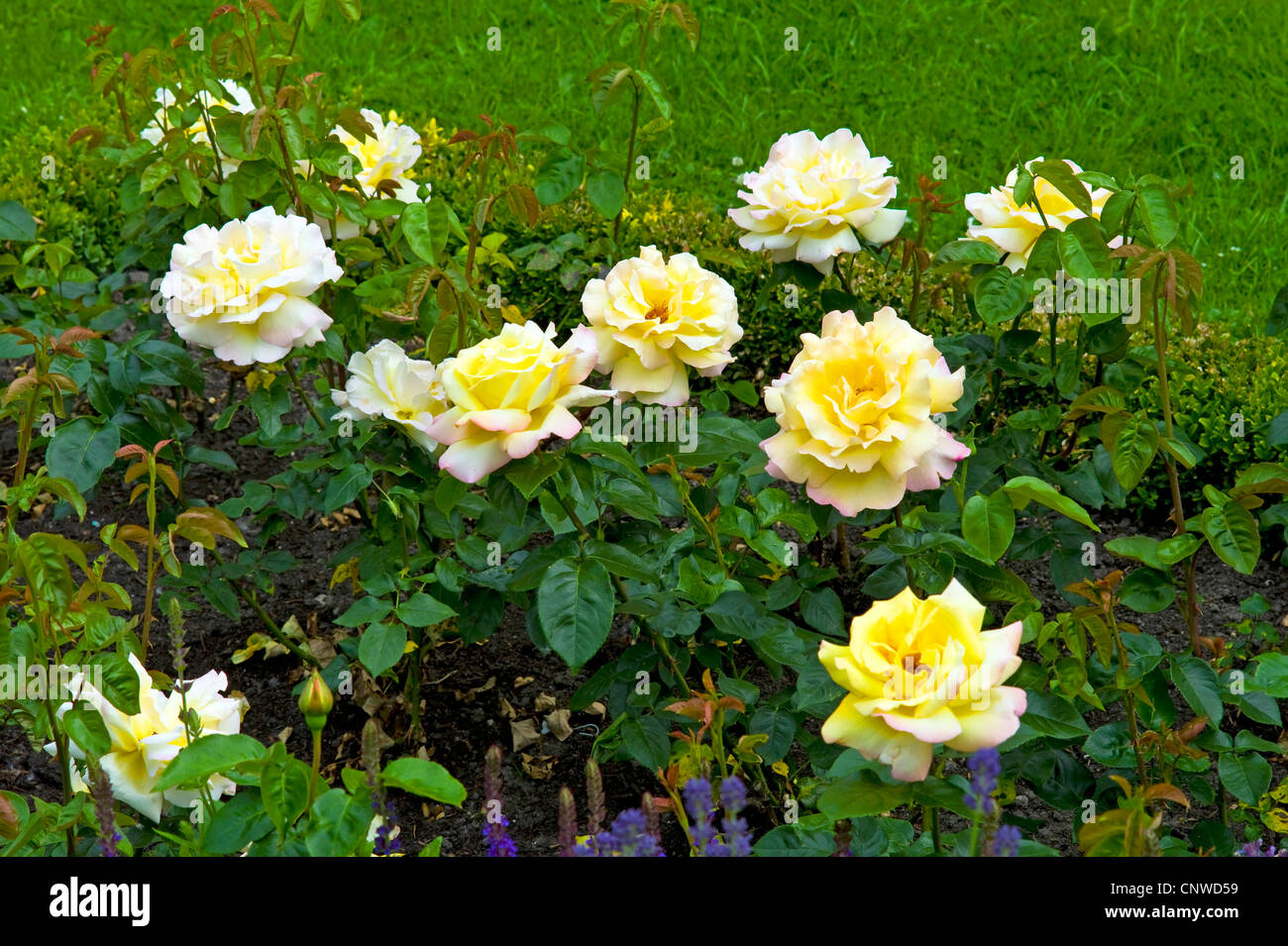 ornamental rose (Rosa Gloria Dei), cultivar Gloria Dei Stock Photo - Alamy