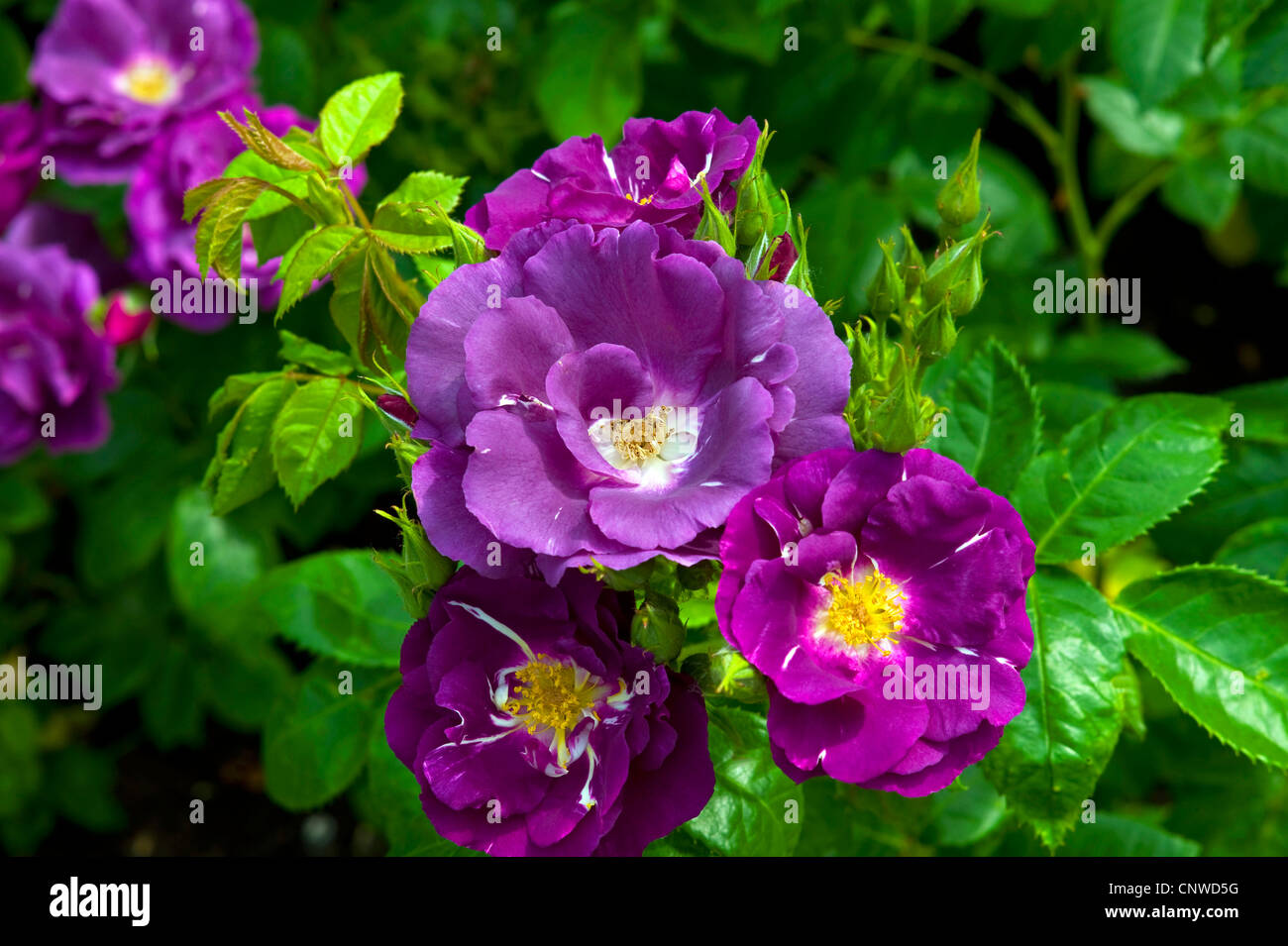 ornamental rose (Rosa Rhapsody in Blue), Rhapsody in Blue Stock Photo